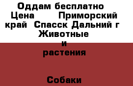 Оддам бесплатно › Цена ­ 0 - Приморский край, Спасск-Дальний г. Животные и растения » Собаки   . Приморский край,Спасск-Дальний г.